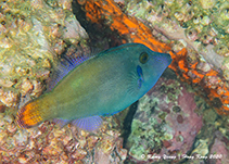 Image of Pervagor janthinosoma (Blackbar filefish)