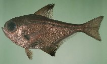 To FishBase images (<i>Pempheris japonicus</i>, Japan, by Randall, J.E.)