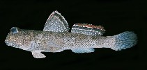 To FishBase images (<i>Periophthalmus kalolo</i>, Djibouti, by Randall, J.E.)