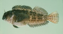 To FishBase images (<i>Pereulixia kosiensis</i>, South Africa, by Randall, J.E.)