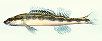 To FishBase images (<i>Percina kusha</i>, USA, by Burkhead, N.)