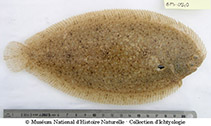 To FishBase images (<i>Pegusa lascaris</i>, France, by MNHN)