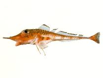 To FishBase images (<i>Peristedion liorhynchus</i>, by CSIRO)