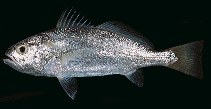 To FishBase images (<i>Pennahia macrocephalus</i>, Indonesia, by Randall, J.E.)