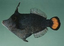To FishBase images (<i>Pervagor marginalis</i>, Marquesas Is., by Randall, J.E.)