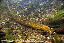 Image of Petromyzon marinus (Sea lamprey)
