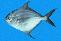 To FishBase images (<i>Peprilus medius</i>, Panama, by Allen, G.R.)