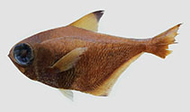 To FishBase images (<i>Pempheris megalops</i>, Seychelles, by Randall, H.A.)