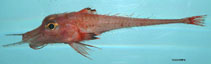 To FishBase images (<i>Peristedion miniatum</i>, by NOAA\NMFS\Mississippi Laboratory)