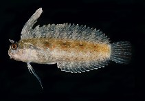 To FishBase images (<i>Petroscirtes mitratus</i>, Kenya, by Randall, J.E.)