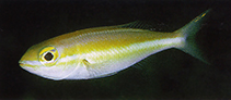 To FishBase images (<i>Pentapodus nagasakiensis</i>, Australia, by Steene, R.)