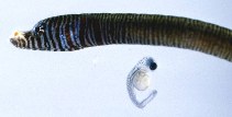 To FishBase images (<i>Penetopteryx nanus</i>, by Smith, D.G.)