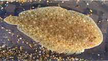 Image of Pegusa nasuta (Blackhand sole)