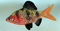 Image of Pethia nigrofasciata (Black ruby barb)