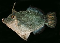 To FishBase images (<i>Pervagor nigrolineatus</i>, Indonesia, by Randall, J.E.)