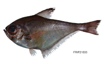 To FishBase images (<i>Pempheris nyctereutes</i>, by Fisheries Research Institute, Taiwan)