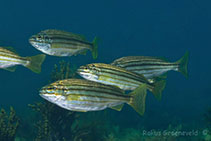 To FishBase images (<i>Pelates octolineatus</i>, Australia, by Groeneveld, R.)