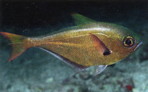 To FishBase images (<i>Pempheris oualensis</i>, Papua New Guinea, by Allen, G.R.)