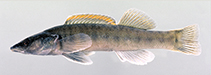 To FishBase images (<i>Percina oxyrhynchus</i>, USA, by N. Burkhead & R. Jenkins, courtesy of VDGIF)