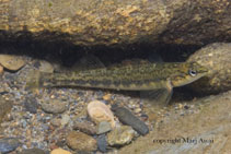 To FishBase images (<i>Percina palmaris</i>, USA, by Awai, M.)