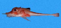 To FishBase images (<i>Peristedion paucibarbiger</i>, Panama, by Robertson, R.)