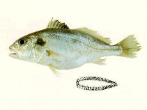 To FishBase images (<i>Pennahia pawak</i>, by CSIRO)