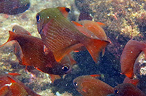 To FishBase images (<i>Pempheris sarayu</i>, India, by Baiju, P.T.)