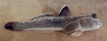 To FishBase images (<i>Periophthalmodon schlosseri</i>, Malaysia, by Murdy, E.O.)