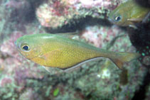 To FishBase images (<i>Pempheris schwenkii</i>, Chinese Taipei, by Patzner, R.)