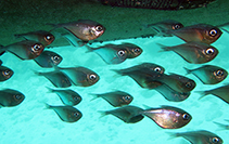 To FishBase images (<i>Pempheris schomburgkii</i>, Curaçao I., by Wirtz, P.)
