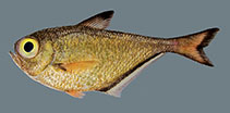 To FishBase images (<i>Pempheris sergey</i>, Saudi Arabia, by Bogorodsky, S.V.)