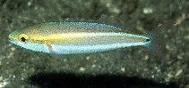 To FishBase images (<i>Pentapodus setosus</i>, Indonesia, by Randall, J.E.)