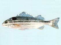 Image of Helotes sexlineatus (Eastern striped grunter)