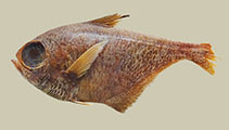 To FishBase images (<i>Pempheris shimoni</i>, Kenya, by Randall, H.A.)