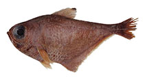 To FishBase images (<i>Pempheris smithorum</i>, Tanzania, by Randall, H.A.)