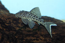 Image of Ancistomus snethlageae 