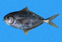 To FishBase images (<i>Peprilus snyderi</i>, Panama, by Robertson, R.)