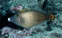 To FishBase images (<i>Pervagor spilosoma</i>, Hawaii, by Randall, J.E.)