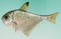To FishBase images (<i>Pempheris convexa</i>, Oman, by Randall, J.E.)