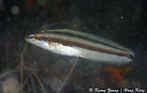 To FishBase images (<i>Petroscirtes springeri</i>, Hong Kong, by Kamy Yeung@114°E Hong Kong Reef Fish Survey)