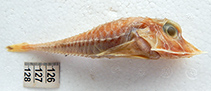 To FishBase images (<i>Peristedion thompsoni</i>, Brazil, by Garcia Jr., J.)