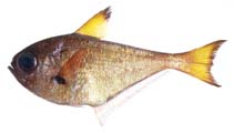 Image of Pempheris ufuagari (Crown sweeper)