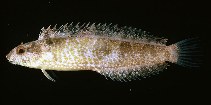 To FishBase images (<i>Petroscirtes variabilis</i>, Indonesia, by Randall, J.E.)