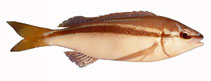 To FishBase images (<i>Pentapodus vitta</i>, Australia, by Good, P.)
