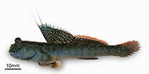 To FishBase images (<i>Periophthalmus weberi</i>, Papua New Guinea, by Polgar, G.)