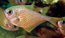 To FishBase images (<i>Pempheris wilsoni</i>, Oman, by Wilson, K.D.P.)