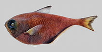 To FishBase images (<i>Pempheris zajonzi</i>, Yemen, by Randall, H.A.)