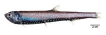To FishBase images (<i>Phosichthys argenteus</i>, Brazil, by Fischer, L.G.)