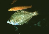 To FishBase images (<i>Phanerodon atripes</i>, by Gotshall, D.W.)