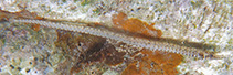 To FishBase images (<i>Phoxocampus belcheri</i>, Fiji, by Randall, J.E.)